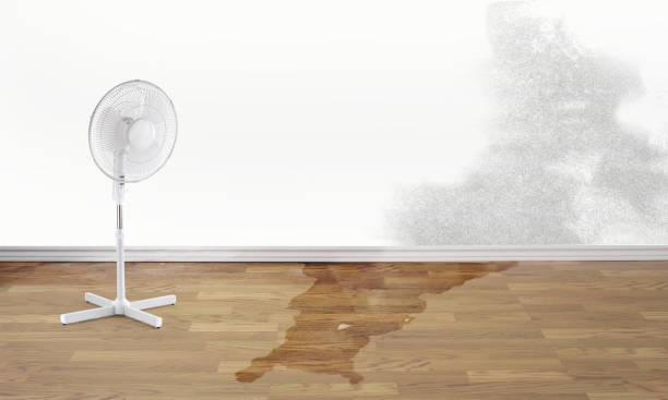 Best Carpet water damage restoration  in Marshall, VA