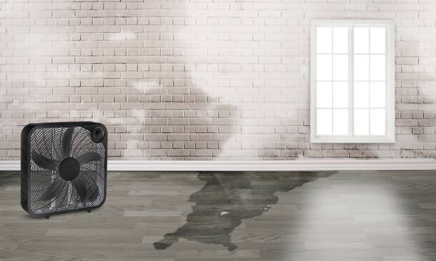 Best Professional water damage repair  in Marshall, VA