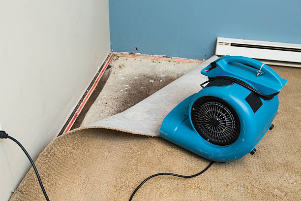 Best Mold removal after water damage  in Marshall, VA